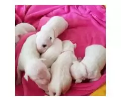Bull Terrier puppies for sale - 1