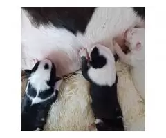 Bull Terrier puppies for sale - 2
