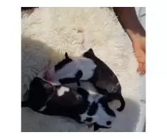 Bull Terrier puppies for sale - 5