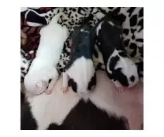 Bull Terrier puppies for sale - 6