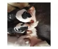 Bull Terrier puppies for sale - 8