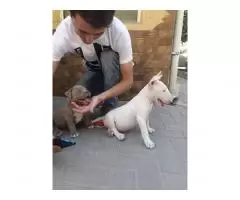 Bull Terrier puppies for sale - 10