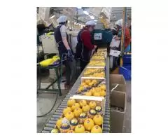 Продаем лимоны из Испании - 8