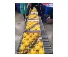 Продаем лимоны из Испании - 9