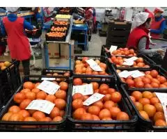Продаем томаты из Испании - 2