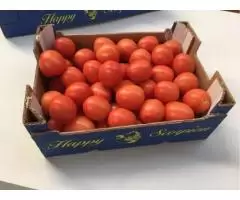 Продаем томаты из Испании - 3
