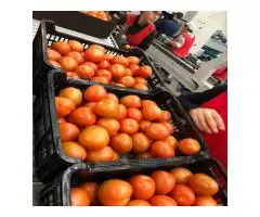 Продаем томаты из Испании - 5