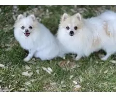 2 Pomeranian girls