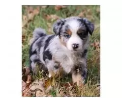 Nice Looking Australian Shepherd Puppies - 1