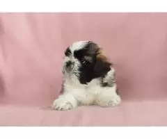 Shih tzu, tricolor, black and white, black