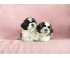 Shih tzu, tricolor, black and white, black - 2