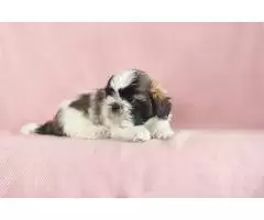 Shih tzu, tricolor, black and white, black - 3