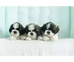 Shih tzu, tricolor, black and white, black - 5