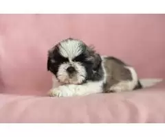 Shih tzu, tricolor, black and white, black - 6