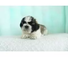 Shih tzu, tricolor, black and white, black - 7