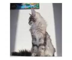 Maine Coon - 2