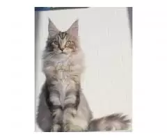 Maine Coon - 3