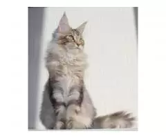 Maine Coon - 4