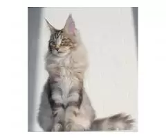 Maine Coon - 5