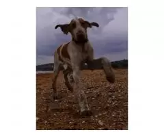 Bracco Italiano - 2