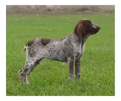 Bracco Italiano - 3