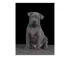 thai ridgeback - 1