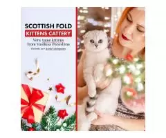 Шотландские вислоухие котята - 1