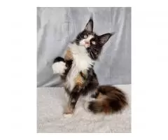 Maine Coon kittens for sale - 2
