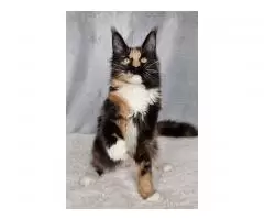 Maine Coon kittens for sale - 3
