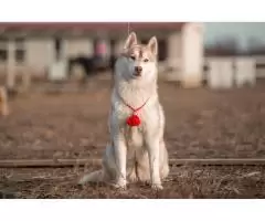 Siberian Husky - 1