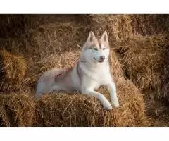 Siberian Husky - 2