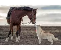 Siberian Husky - 3