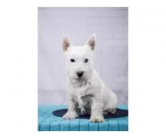 щенок west highland white terrier