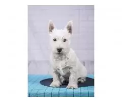 щенок west highland white terrier - 2