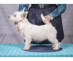 щенок west highland white terrier - 3