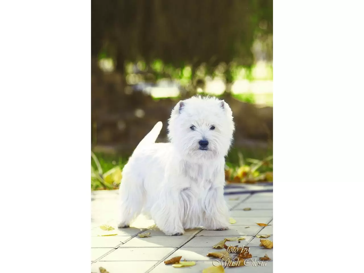 щенок west highland white terrier - 4/9