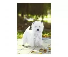 щенок west highland white terrier - 4