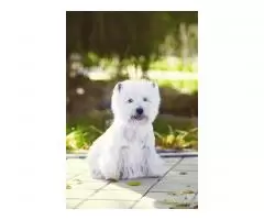 щенок west highland white terrier - 5