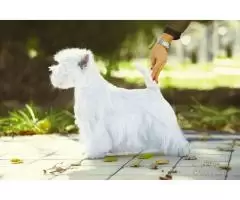щенок west highland white terrier - 6