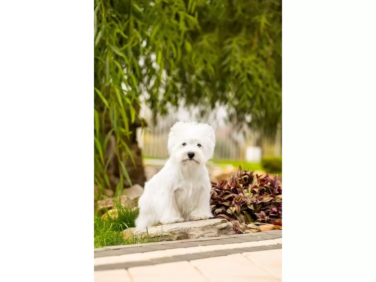 щенок west highland white terrier - 7/9
