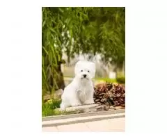щенок west highland white terrier - 7