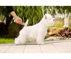 щенок west highland white terrier - 8
