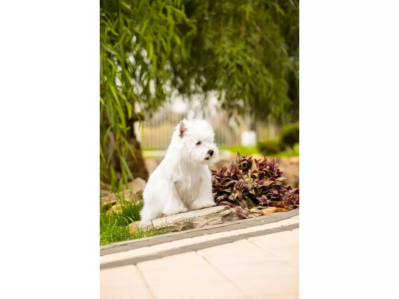 щенок west highland white terrier - 9/9