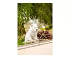 щенок west highland white terrier - 9