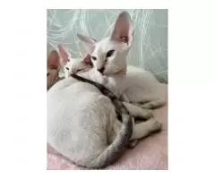 Peterbald kitten - 2