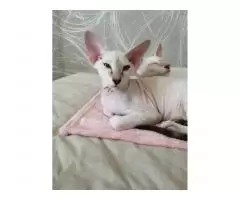 Peterbald kitten - 3