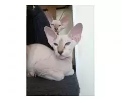 Peterbald kitten - 4