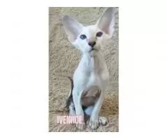 Peterbald kitten - 5