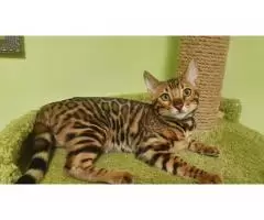 bengal kittens - 1