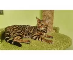 bengal kittens - 4